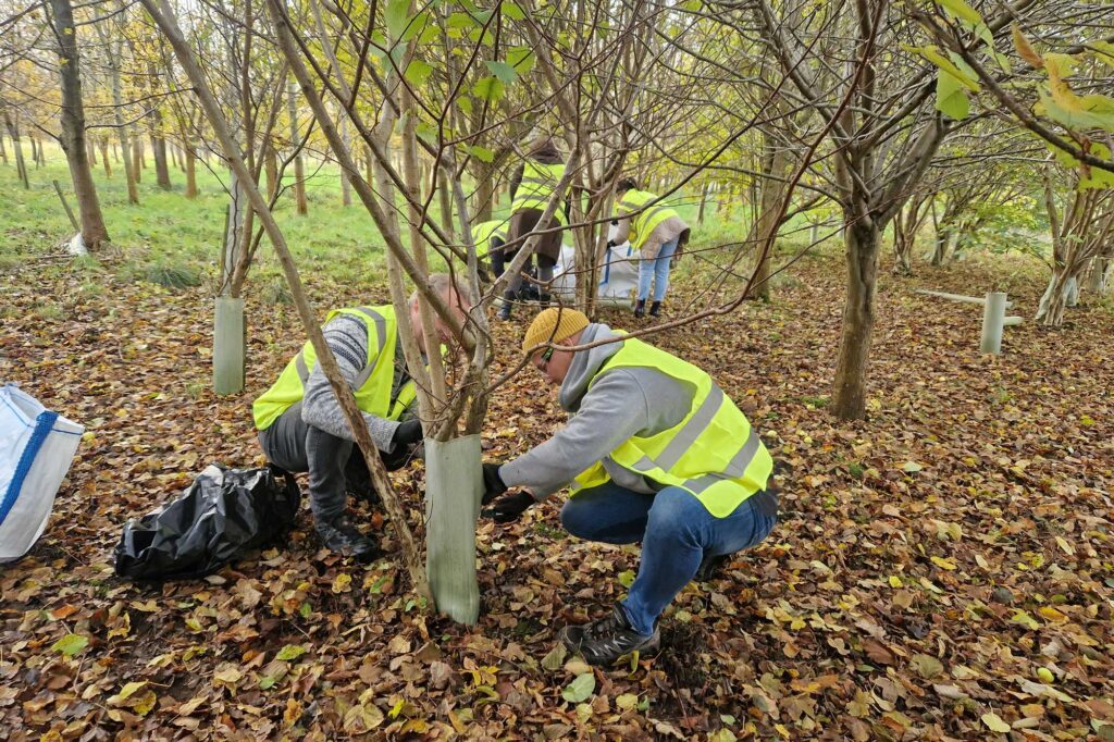 Several people in high-vis jackets planting trees in a wooded area.